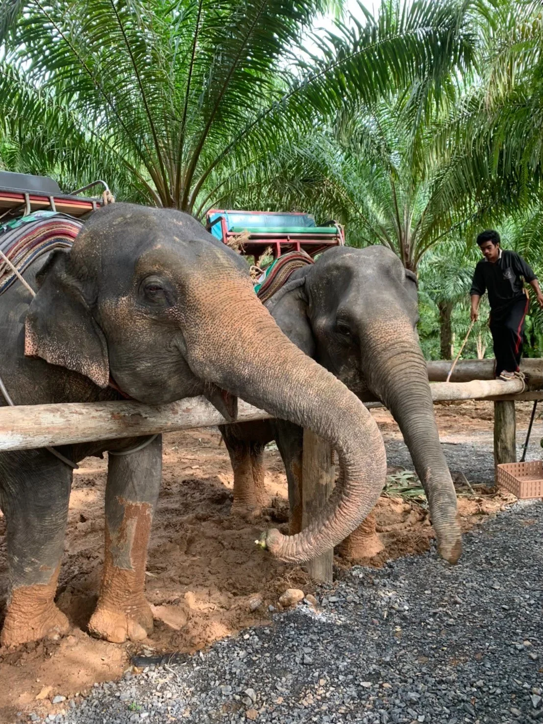 White Water Rating (5 Km.) + Lunch + Zipline + SIC Transfer (Incl. Elephant Trekking 30 mins.) — image 19