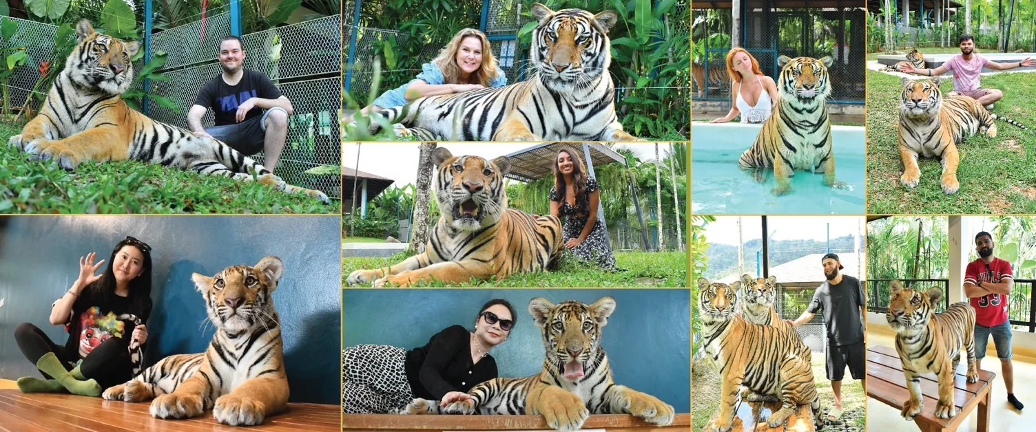 Phuket City Tour (5 Hrs.) SIC + Tiger  Ticket (View Point, Chalong Temple, Old Town) — image 9